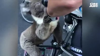 Жадна коала нападна туристка, за да пие от водата ѝ (+Видео)