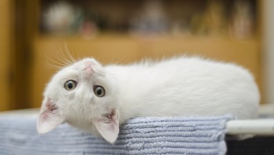 Котешкото мъркане понижавало кръвното и пазело от сърдечен удар