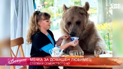 "Домашен любимец": Руско семейство живее 23 години с мечок