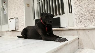 Гръцкият Хачико: Кучето на Микис Теодоракис чака на входната врата, тъгувайки