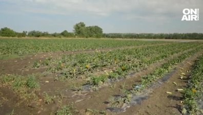 Властта успокои земеделците с унищожена реколта, обеща им компенсации до месец