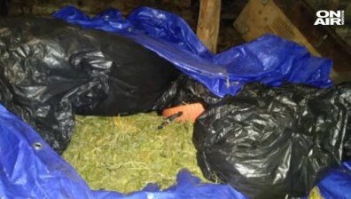 Откриха огромно количество марихуана в дома на инспектор от БАБХ