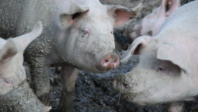 Първи случай на заразено с африканска чума диво прасе в Ломско