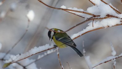 Сняг вали над голяма част от страната