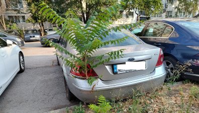 Сигнал от София: Дърво поникна през бронята на кола, паркирана от години