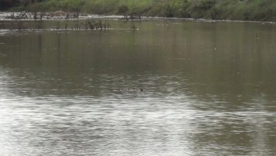 Мръсните води от каналите на Самоков, се вливат в р.Искър