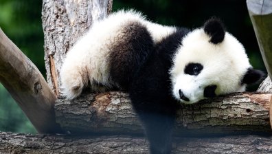 Бебе панда се роди в зоопарка във Вашингтон