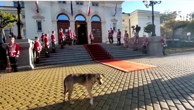 Кучето в закучената история с избора на председател, вдъхнови историк да напише поема