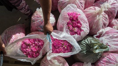 Oт Бългapия ĸъм тpeти cтpaни през 2024 г. ca изнeceни 936,5 ĸг poзoвo мacлo