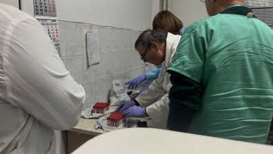 БАБХ с подробности за взетите проби за чума по овцете във Велинград