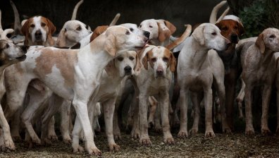 Съдът в Горна Оряховица спря делото за разкъсаната от кучета санитарка