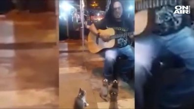 И котките са музикални ценители!