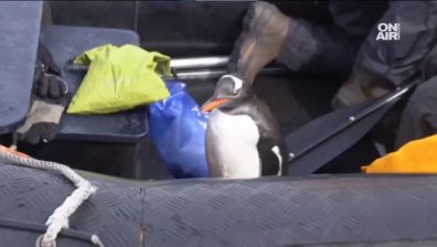 Пингвин се спаси, като скочи в лодка с туристи (ВИДЕО)