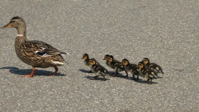 Лондонски полицаи ескортираха семейство патици (+ВИДЕО)