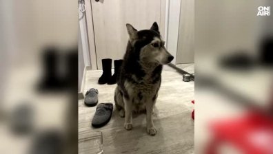 Съседи за мъжа, прегазил куче: "Минал хладнокръвно, защото бързал"