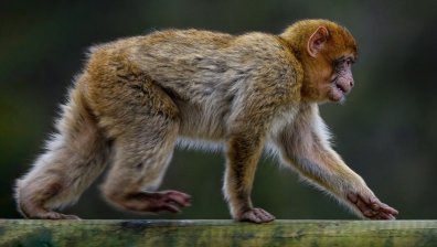 Гладът го издаде: Хванаха макака беглец от шотландски зоопарк (+ВИДЕО)