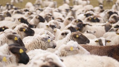 Откриха огнища на шарка по овцете в Гърция в близост до българската граница