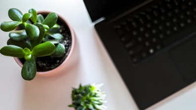 Вижте защо растенията са чудесна идея за работното ви място