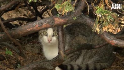 Поредна жестокост срещу животно: Примка с обесено котенце втрещи Ахтопол