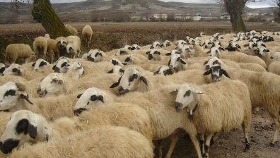 БАБХ: Заболяването Меди-Висна не е характерно за България