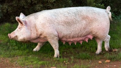 Голям пробив в медицината: Трансплантираха на човек бъбрек от прасе