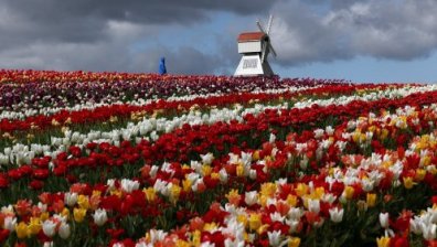 Море от лалета привлича туристи във Великобритания (СНИМКИ)
