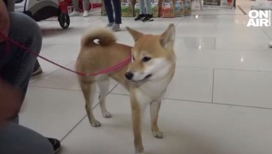 Над 100 породисти кучета получиха награди в конкурс в Пловдив