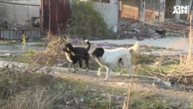 Глутница безнадзорни кучета вилнее из улиците на Перник