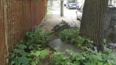Helpbook: Община Слатина да подреже дърво, превзело тротоар в "Редута"