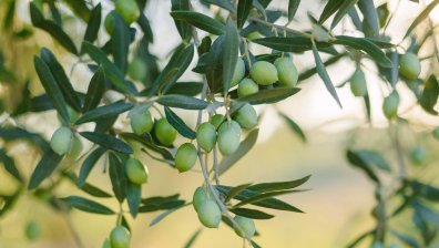 Няма кой да събере маслините в Гърция, въпреки добрите заплати