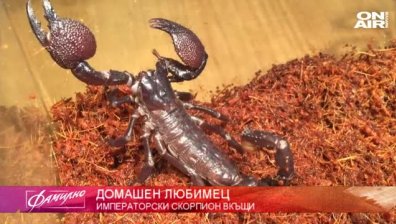 "Домашен любимец": Много хора се страхуват от скорпионите
