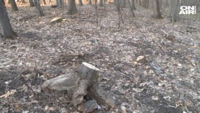 Изсичат ли се незаконно дърветата в Борисовата градина?