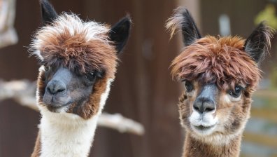 Разработиха високоефективни антитела срещу коронавируса, взети от алпаки