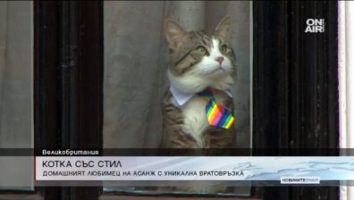Котката на Асандж с екстравагантна вратовръзка