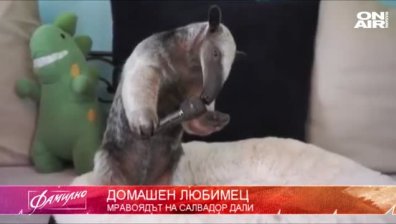 Мравоядът на сюрреалиста Салвадор Дали