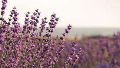 Лавандулово масло – природна подкрепа срещу редица проблеми