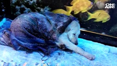 Момче спаси куче от измръзване