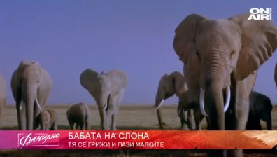 Димана Мирчева представя родовата мистерия на слоновете