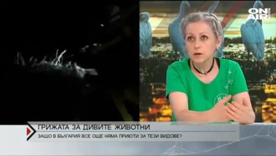 Събират средства за изграждането на приют за диви животни