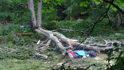 Дърво уби на място чешка туристка край Рилския манастир