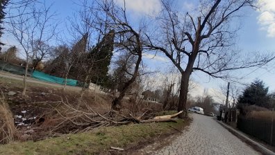 Изгнили дървета и паднали клони заплашват жителите на столичен квартал