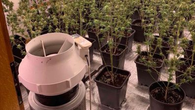 Антимафиоти разкриха модерно оборудвана наркооранжерия в кв. "Бояна"