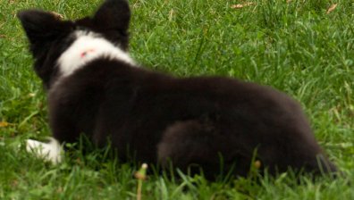 Сигнал от София: Куче инвалид тормози с лая си цял блок 