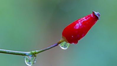 Как да използваме маслото от шипка за сияйна кожа и здрава коса?