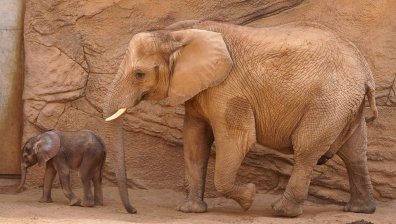 Две туристки загинаха при нападение от слон в Замбия