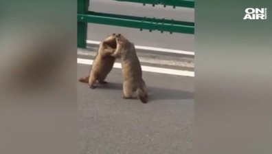 Бой на мармоти блокира движението в Китай