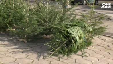 Сечеш дръвче за Коледа - глобяват те до 500 лева