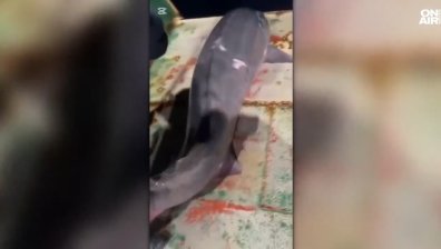 Рибари се похвалиха с улов на гигантска моруна с тегло около 300 кг (ВИДЕО)