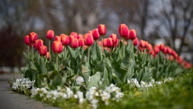 За женския празник: Валежите спират, слънцето ще изгрее следобед