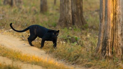Операция "пантера": Разширяват периметъра на търсене и кой е собственикът ѝ